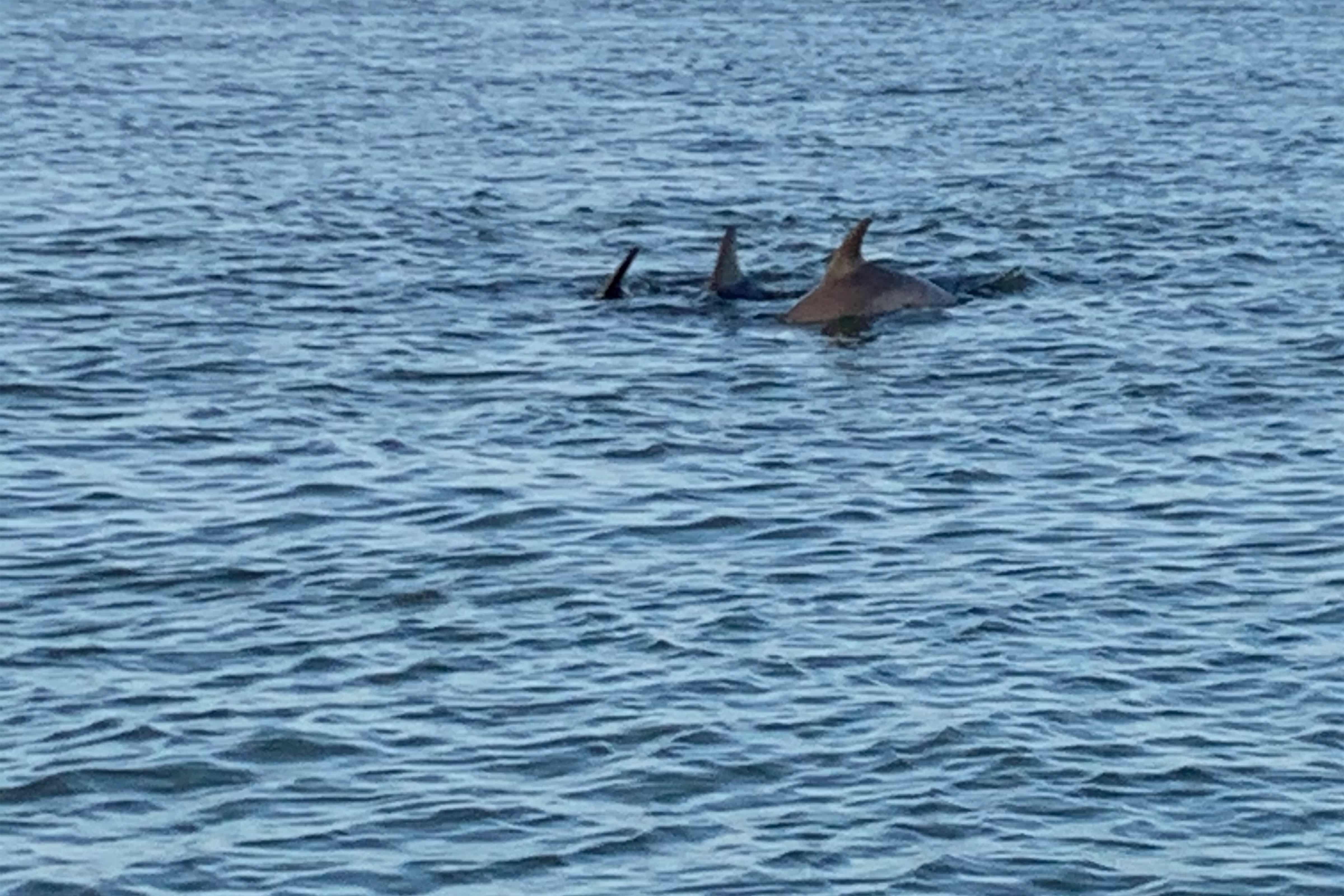 Two dolphins gracefully swimming together in the clear blue ocean water